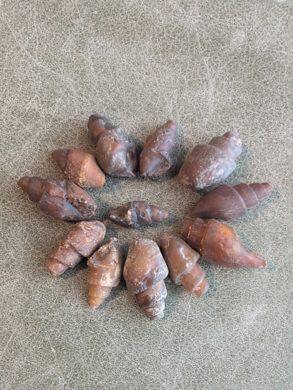 One Dozen Carnelian Fossil Shells